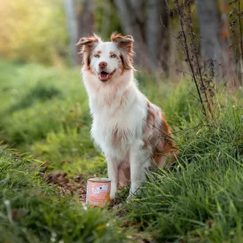 adult-salmon-800g-wet-food-for-..dogs-wow
