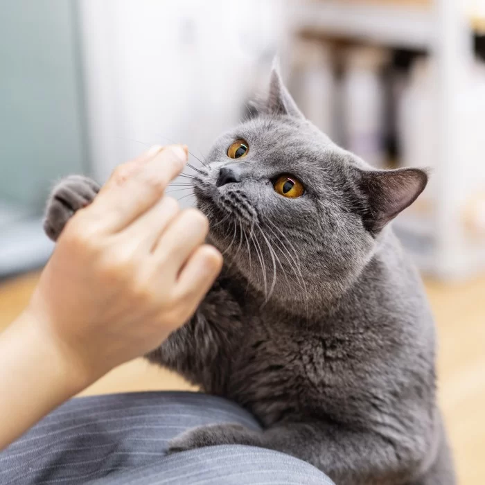 kaczka-z-jagniecia-500g-kot-karma-adult-cats-liofilizowana-karma-pelnoporcjowa-a2d4e2d8f0b24279a329cb89b1bf8715-435b6e2b